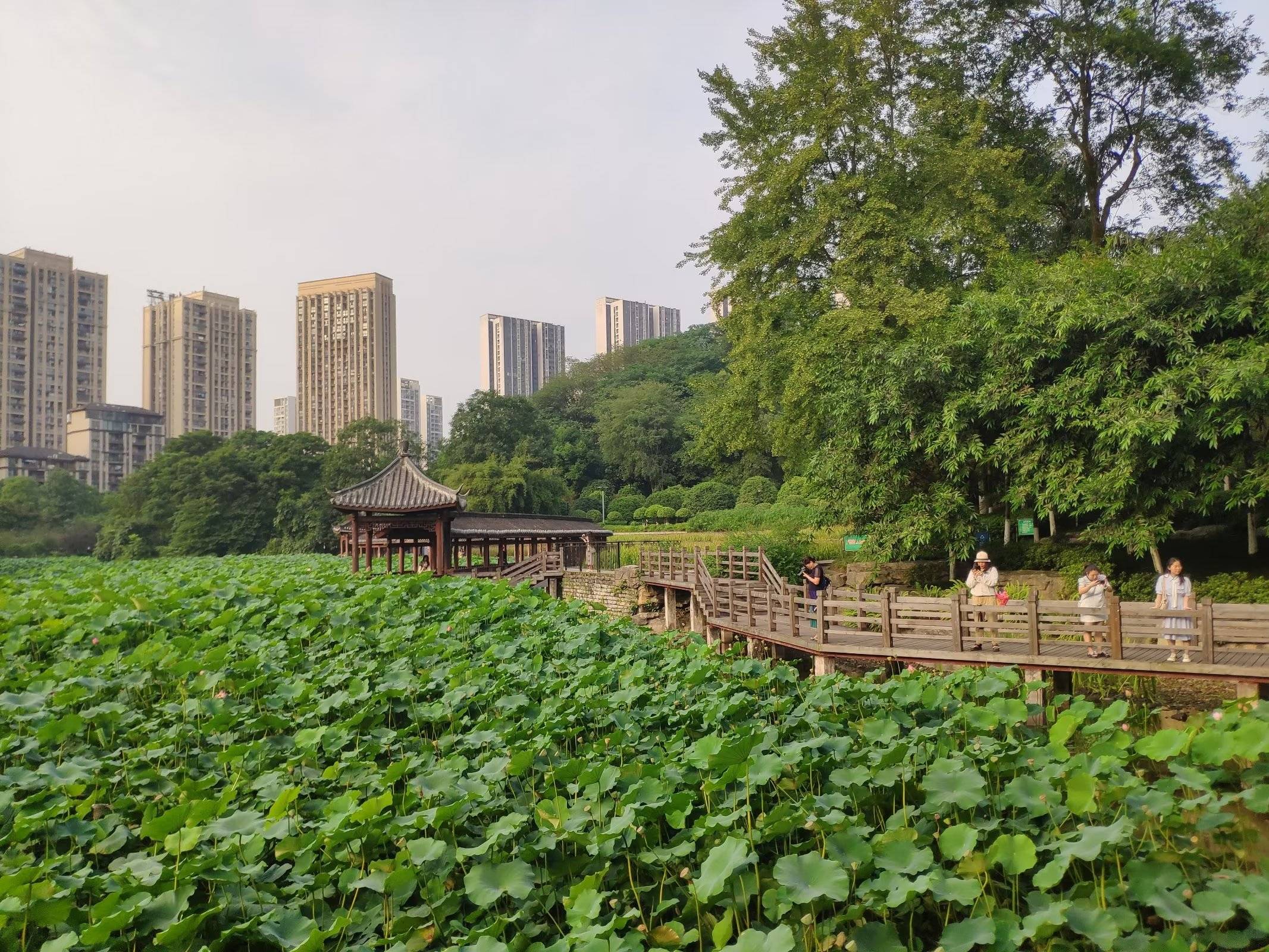 重庆龙头寺公园荷花竞相绽放,吸引市民荷塘"悦"色_荷叶_花香_夏日