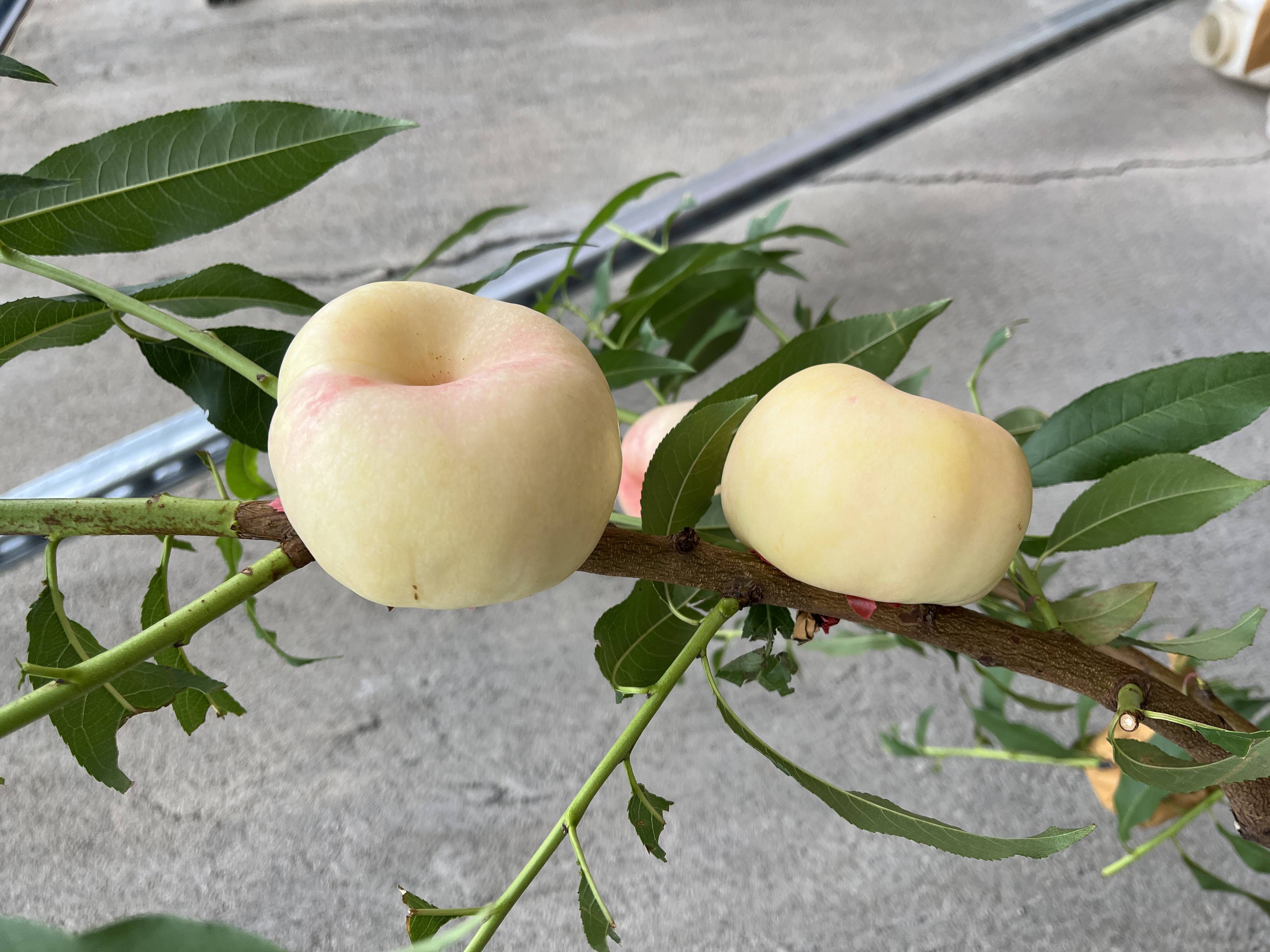 必买新品油蟠桃品种!中油蟠8号桃树苗:浓甜至极,口感绝品!