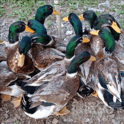 青头鸭怎么养才能青得快,青头鸭养殖技术_饲料_食物_动物