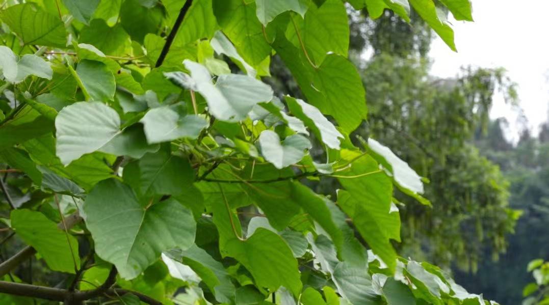 小小桐叶粑 赋民大产业——"乡得艺彰"国情观察实