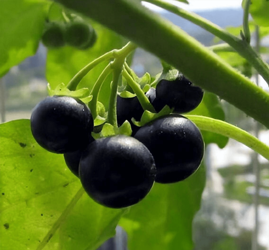 龙葵果,老家叫它"洋茄子",上小学时候不想去学校,在半路就去田埂上