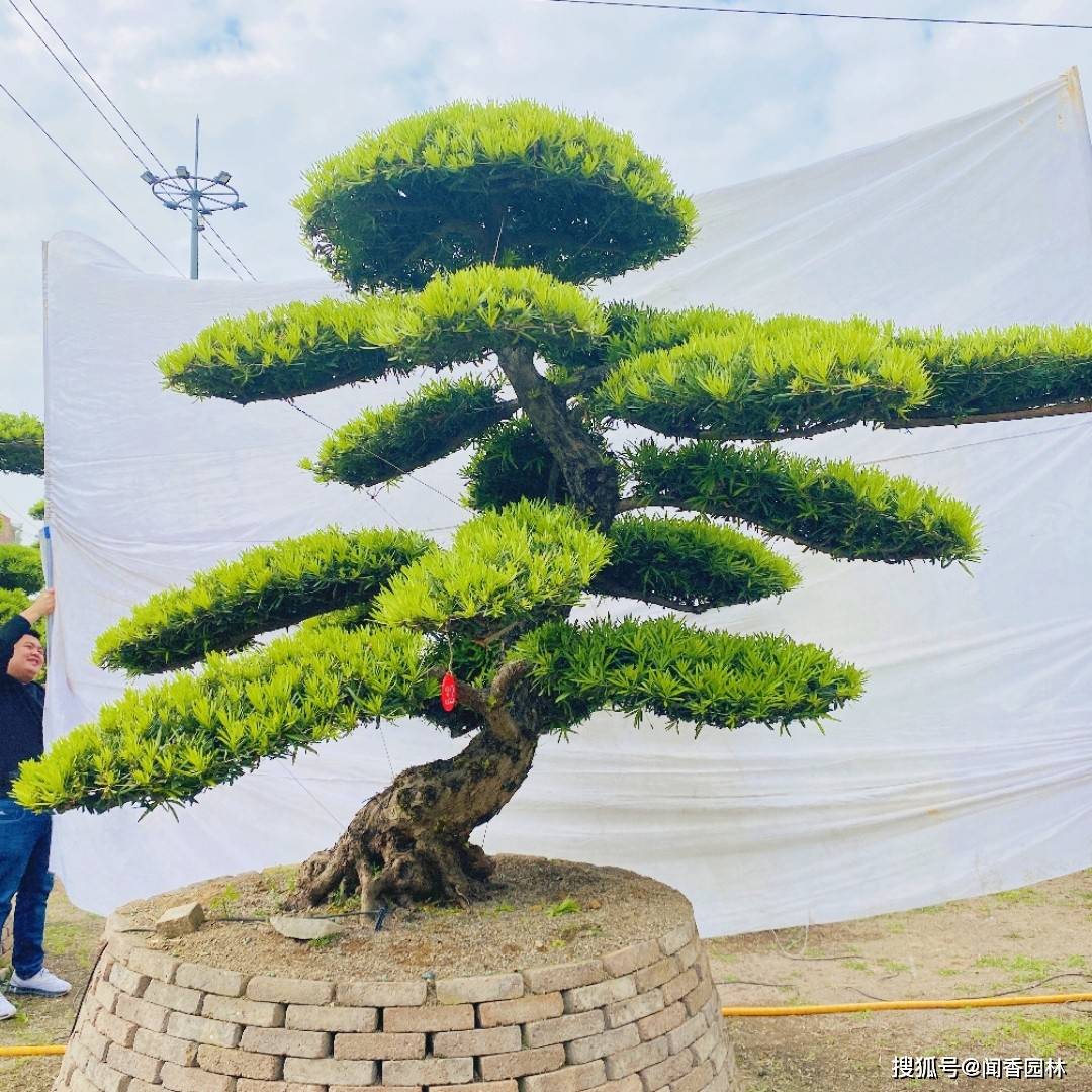 地栽罗汉松造型设计图图片