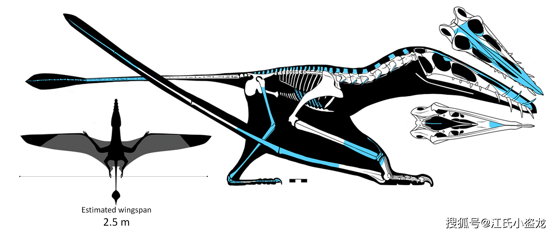 【飞行怪兽】海岸上的侏罗纪最大翼龙
