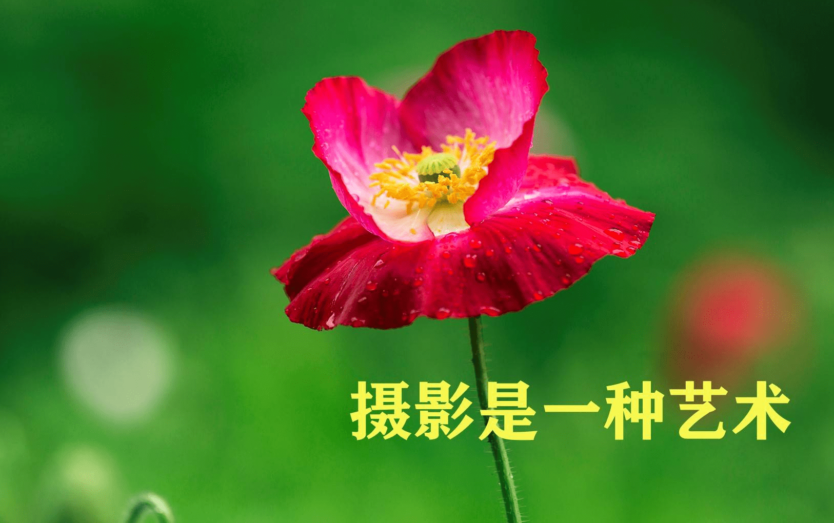 摄影师证怎么考,考试时间及报考有哪些流程?_生活_机构_证书