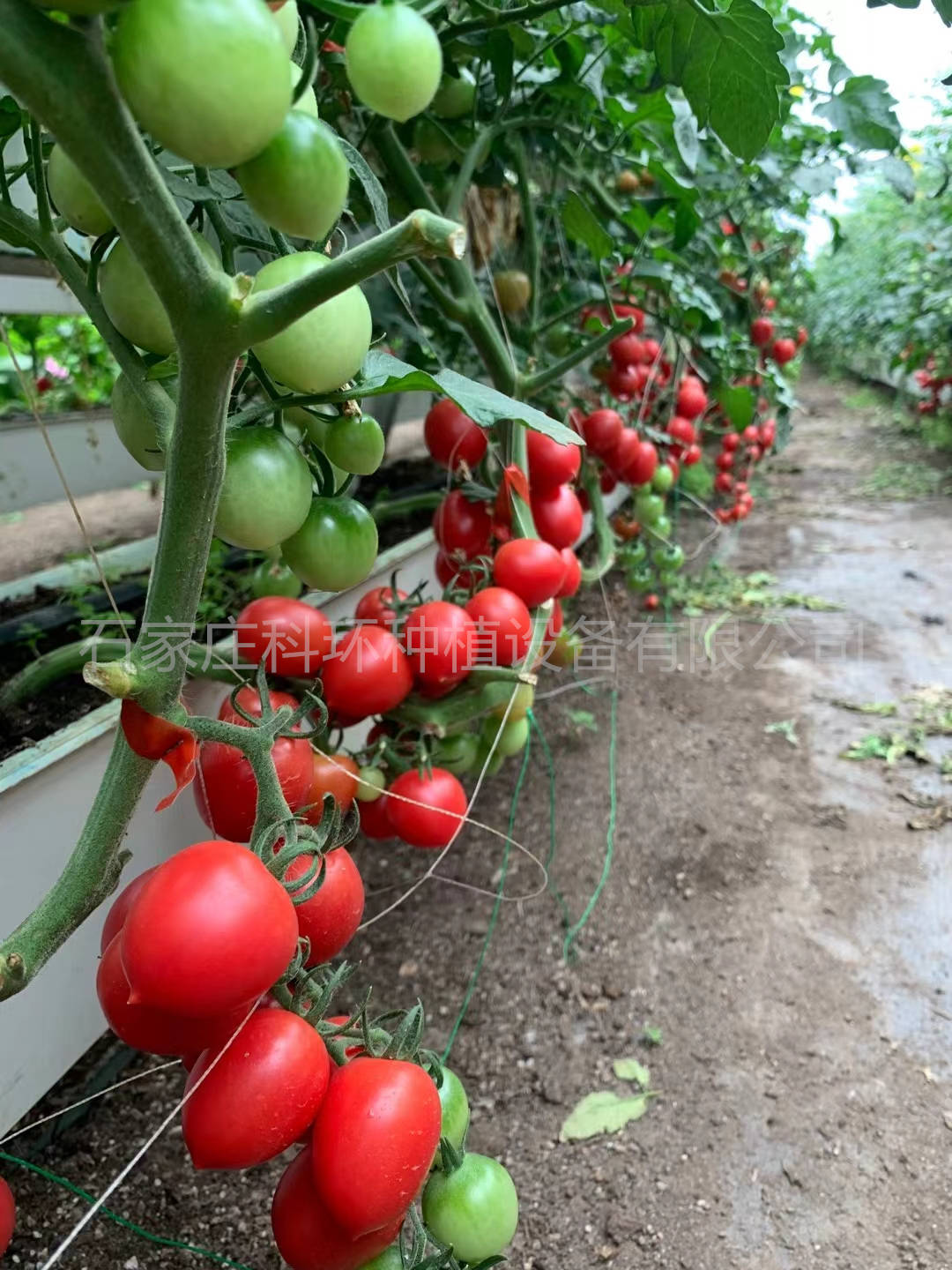露天种植西红柿有哪些好处 科环番茄基质种植槽栽培架 无土栽培番茄