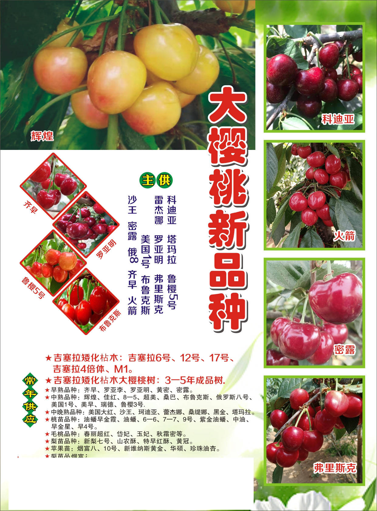 立足重茬地,选择吉17砧木的蜜露大樱桃树苗助您抢占市场先机!