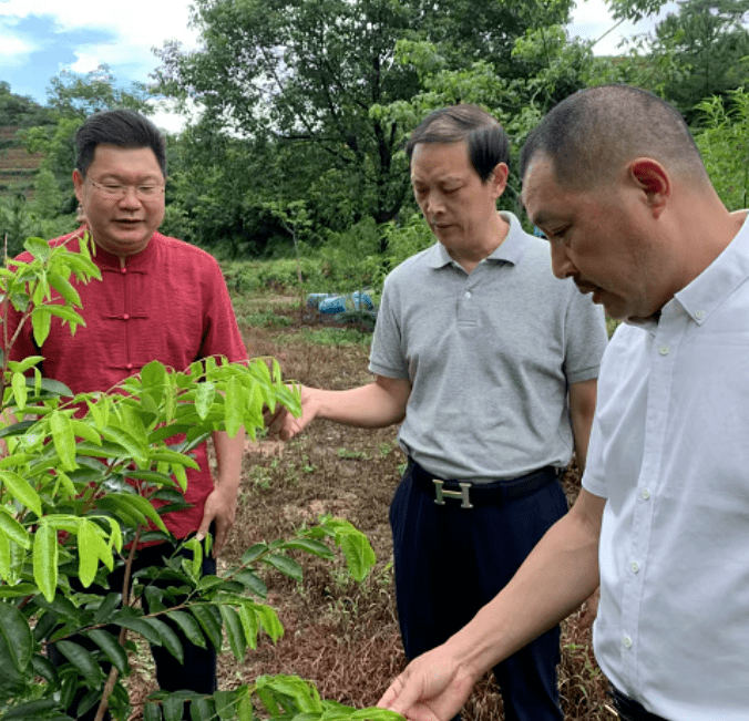 恒松,咬定绿水青山不放松_种植_发展_农业