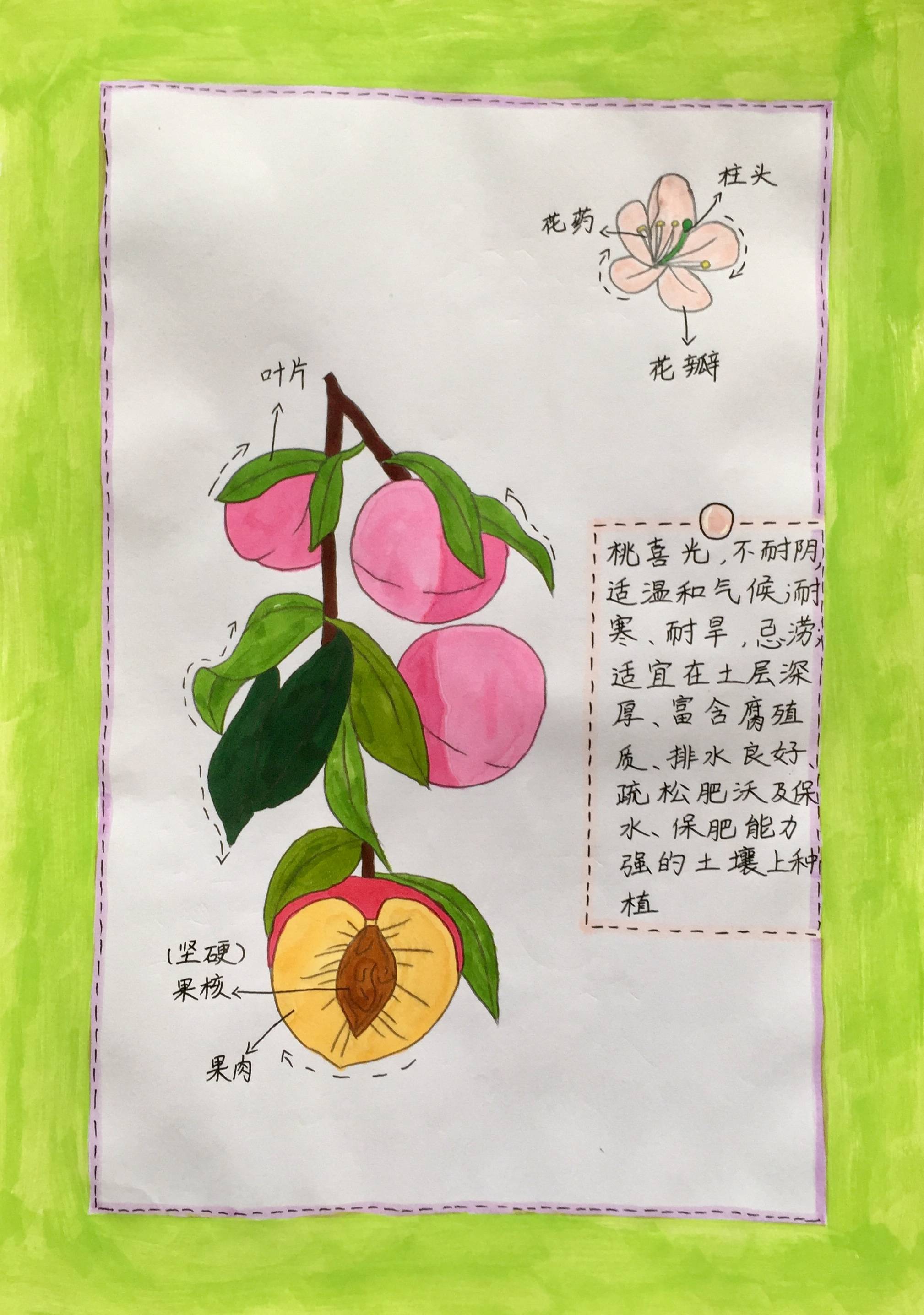 做个乐学的自然科学爱好者—濮阳市油田第一小学暑期我的植物画报