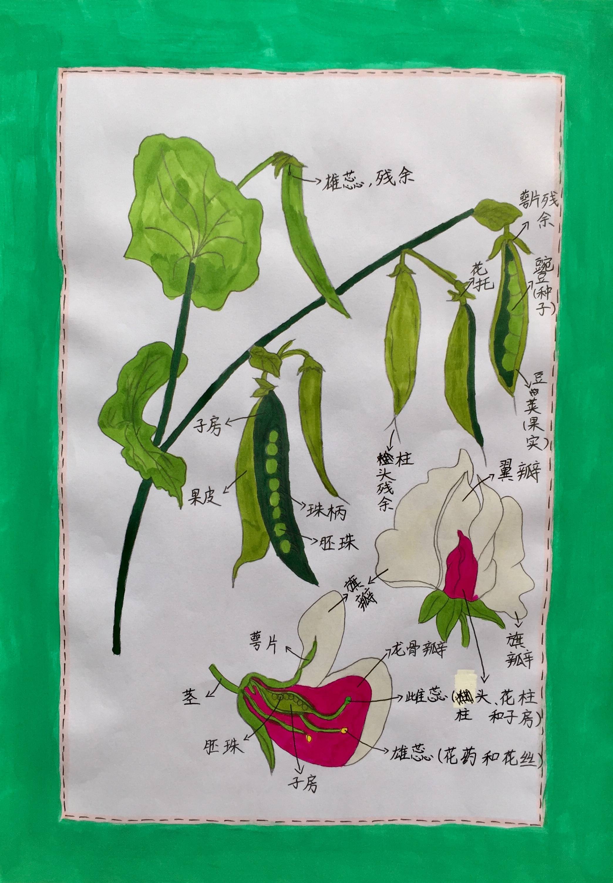 小学生植物画报示范图片