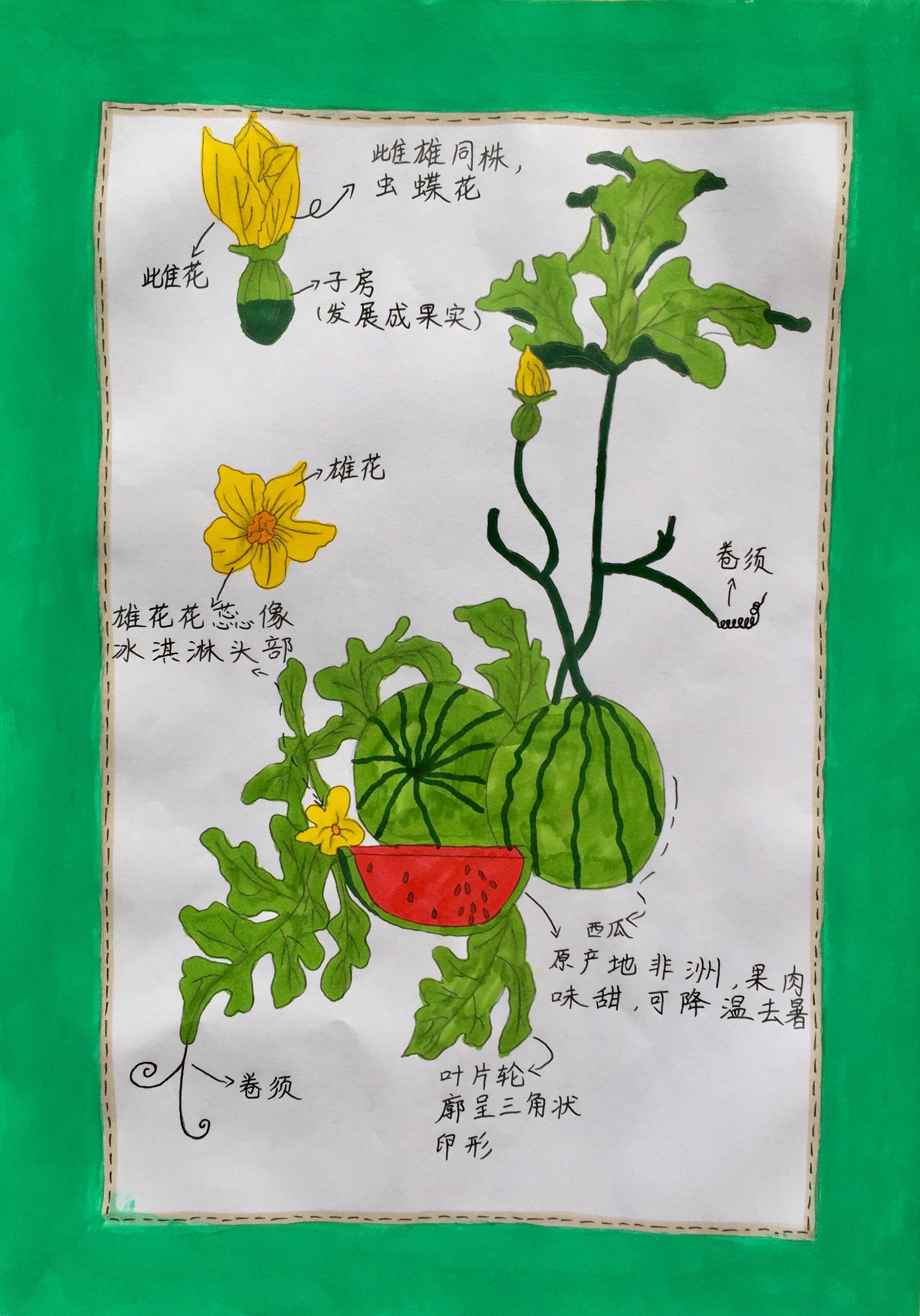 做个乐学的"自然科学爱好者"—濮阳市油田第一小学暑期"我的植物画报"