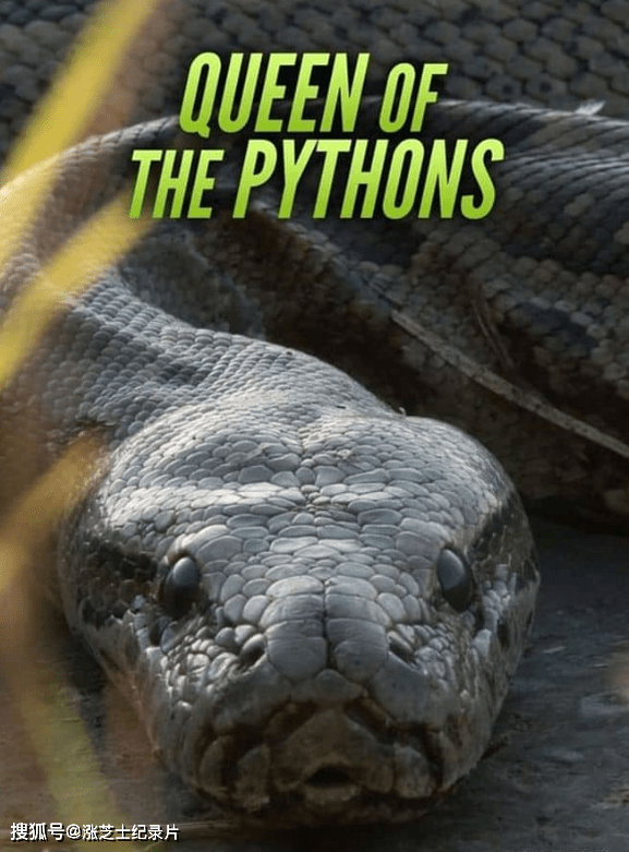 9875-国家地理《蟒蛇女王 Queen of the Pythons 2019》英语中英双字 官方纯净版 1080P/MKV/2.69G 非洲岩蟒