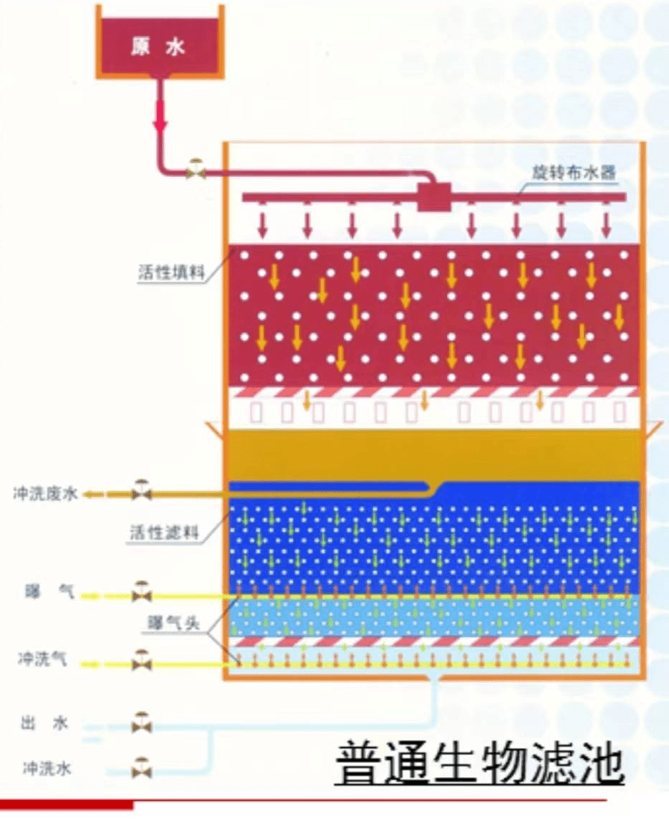 好氧池微生物图谱图片