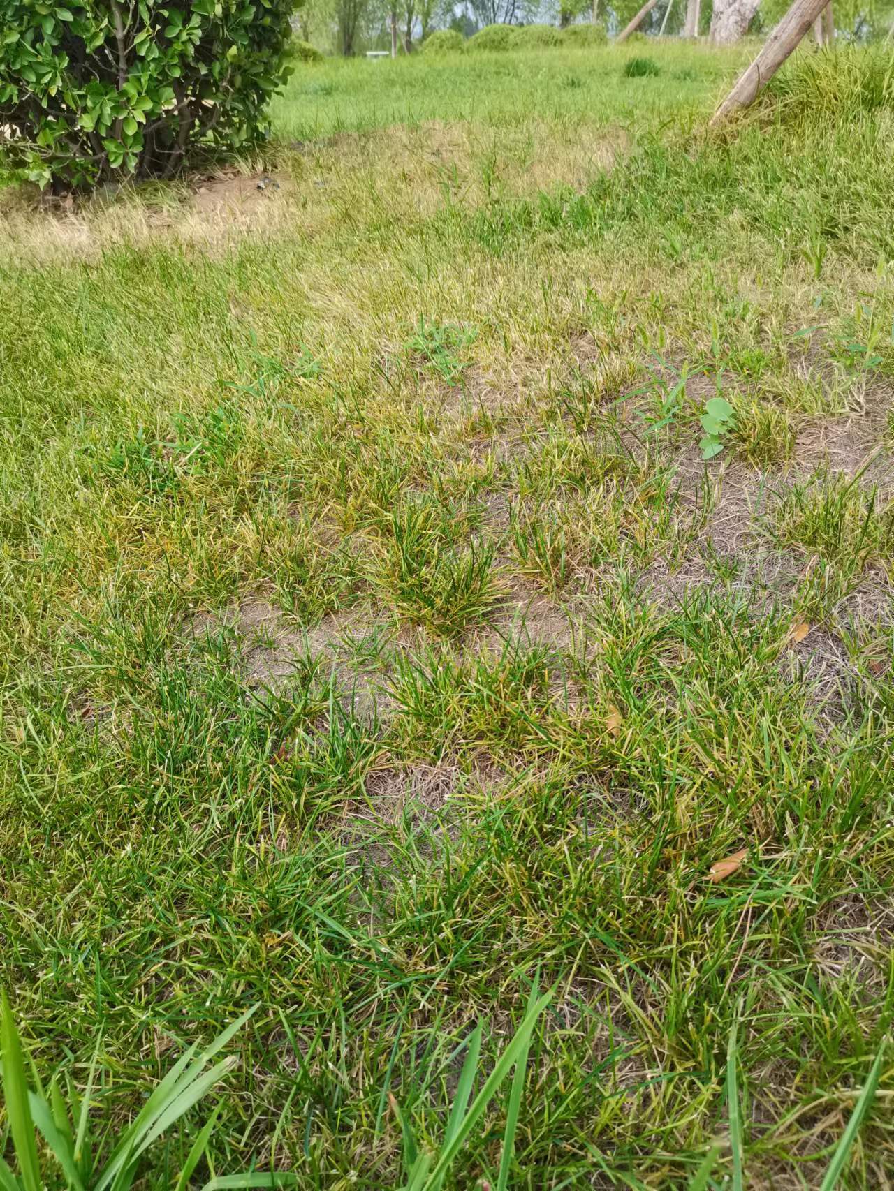 褐斑病,枯萎病; 绿篱乔木白粉病,叶斑病;大叶黄杨枯萎病,炭疽病,褐斑