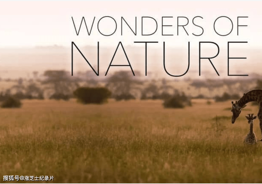 10005-英国纪录片《自然奇观 Wonders of Nature 2022》全6集 中英双字纯净版 1080P/MKV/26.4G 动物生存策略