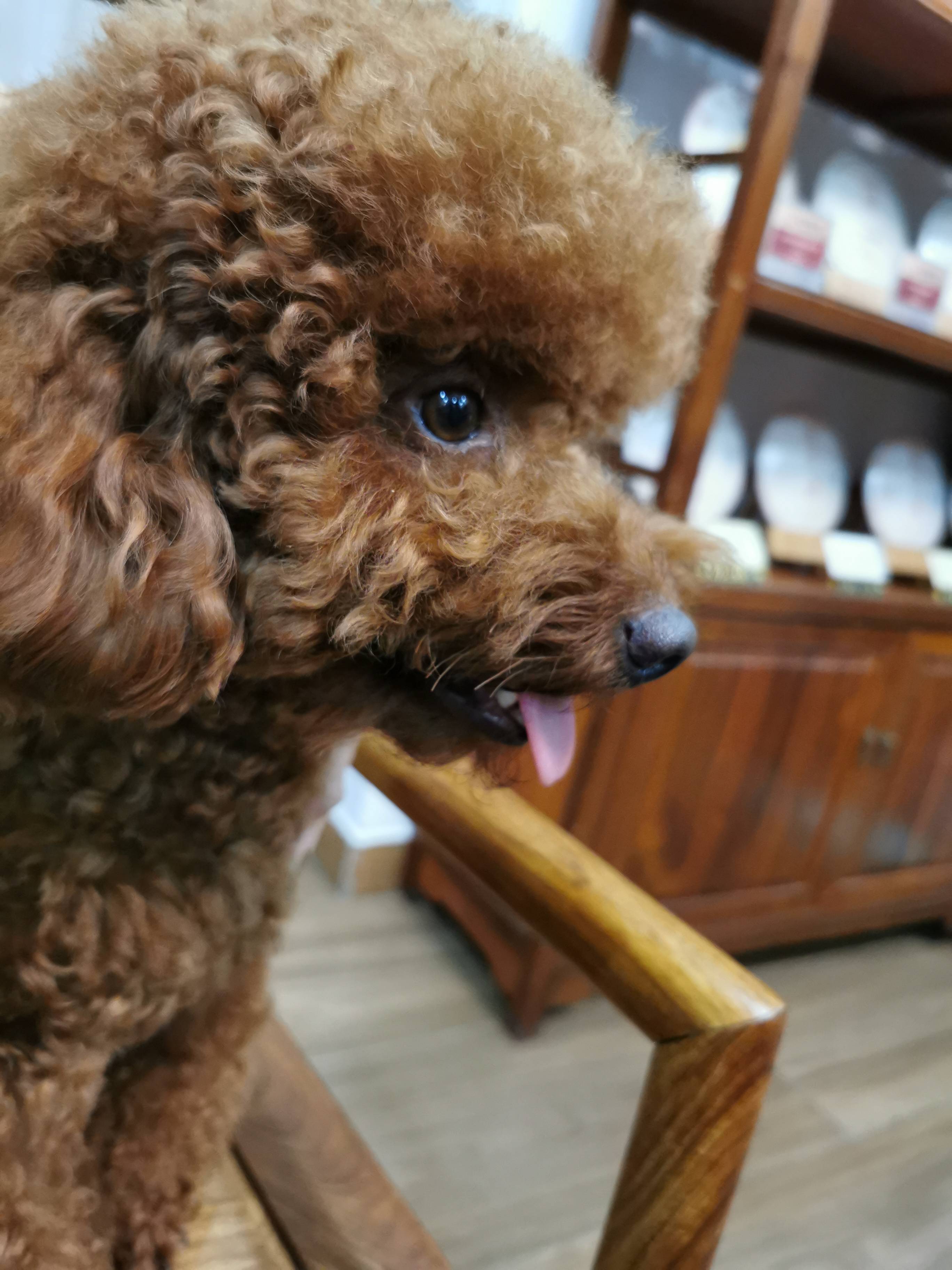 广东省佛山市禅城区《有偿寻狗》——"贵宾犬"_肥仔_华西_好心人