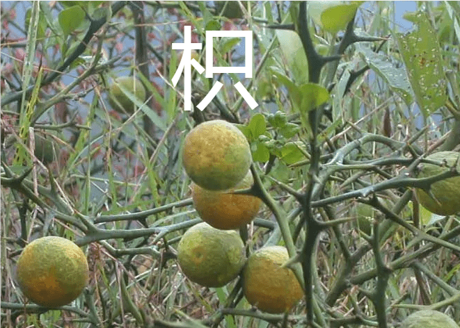 橘生淮北为枳,橘子种植的地方不同,真的能变成另一种植物吗?