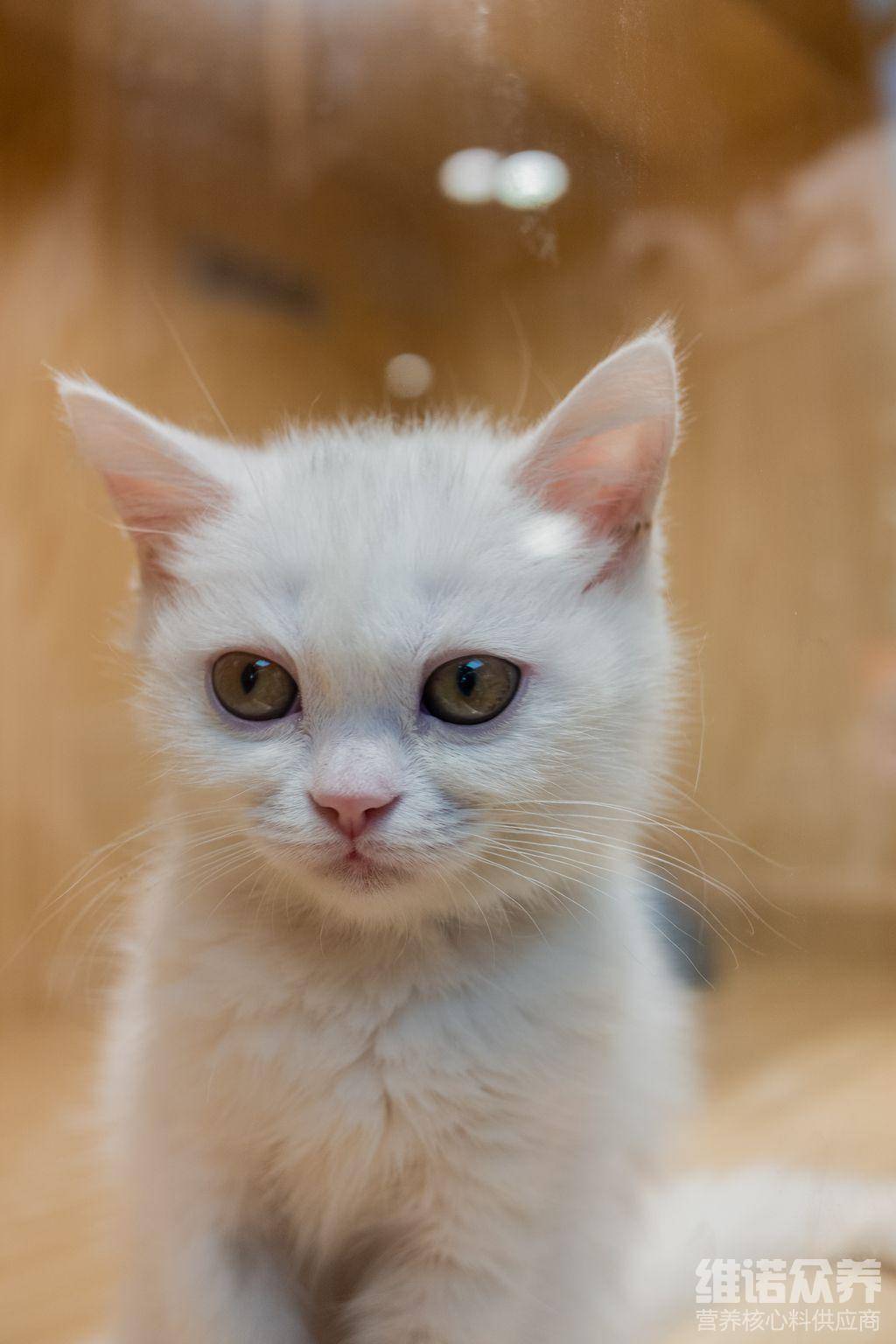 猫咪吃的饲料配方详细_维诺_毛发_光泽