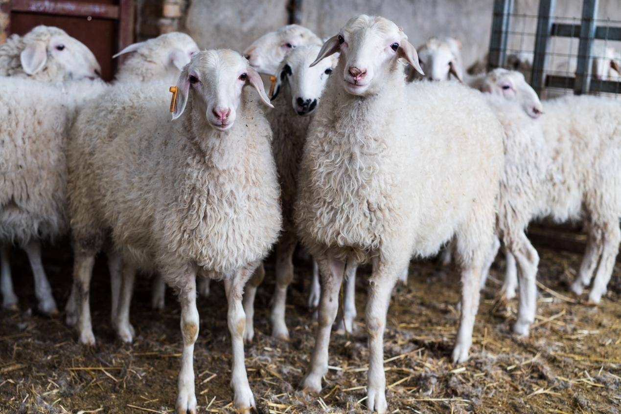 羊肉产业没有“领头羊”-锋巢网