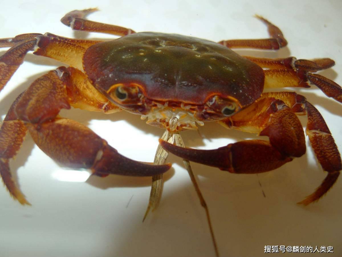 12.华南溪蟹属广西.