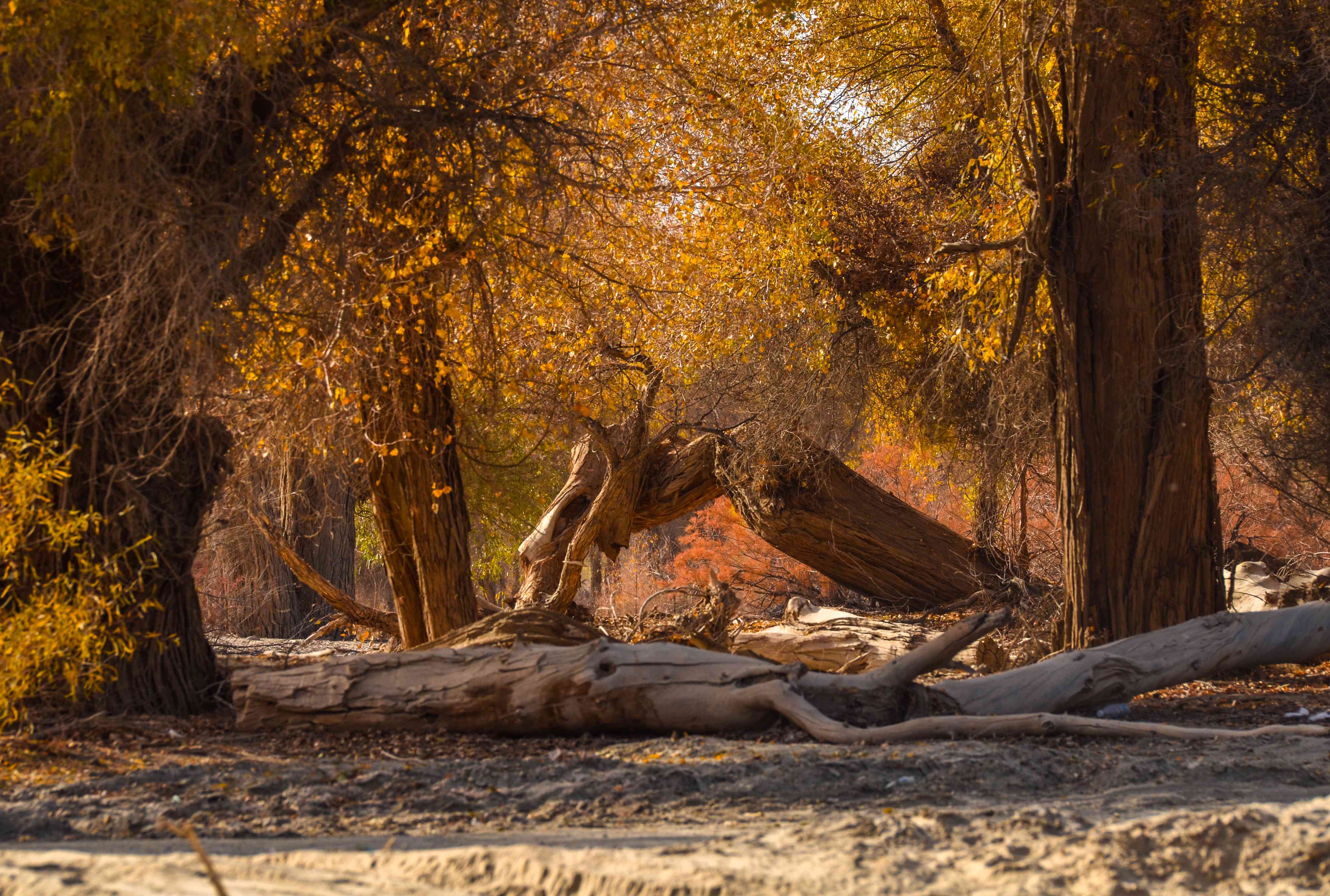 轮台胡杨节捧出系列文化旅游盛宴_活动_摄影_游客