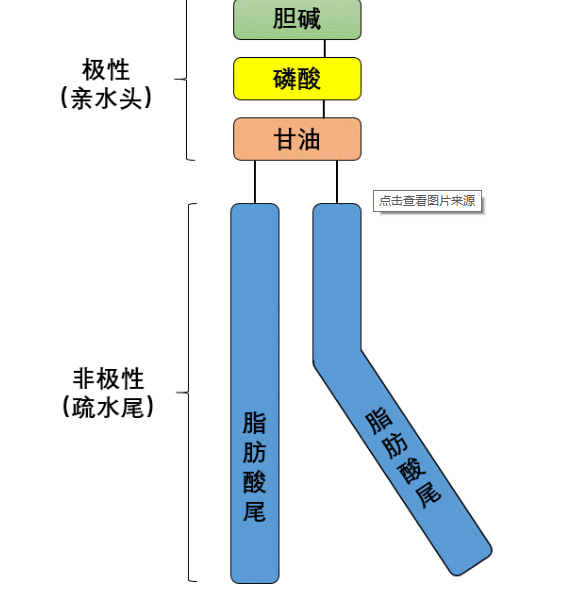 c10-dota c10-dbco c18-dbco c18-dota 不饱和脂肪酸修饰分享_磷脂
