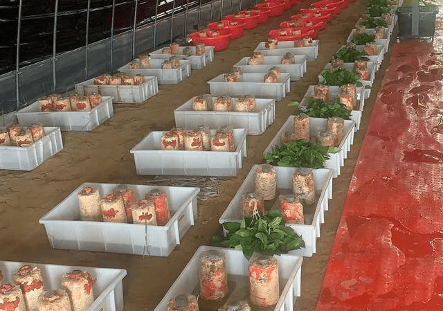 中农鸿晟(湖北) 农业科技有限公司红栓菌种植市场前景好_农户_项目