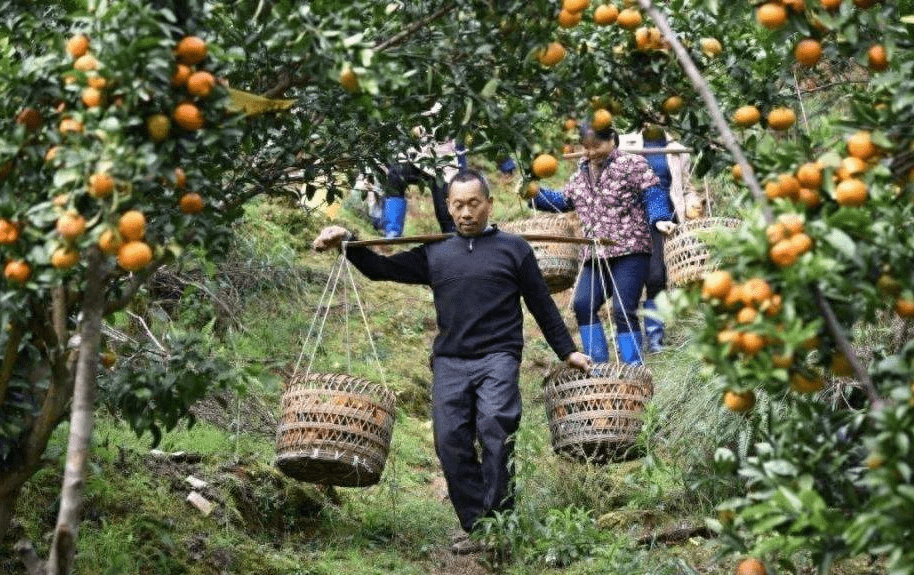 国内水果频繁滞销，很多农产品卖不出去，难道是国内水果质量差？(图1)