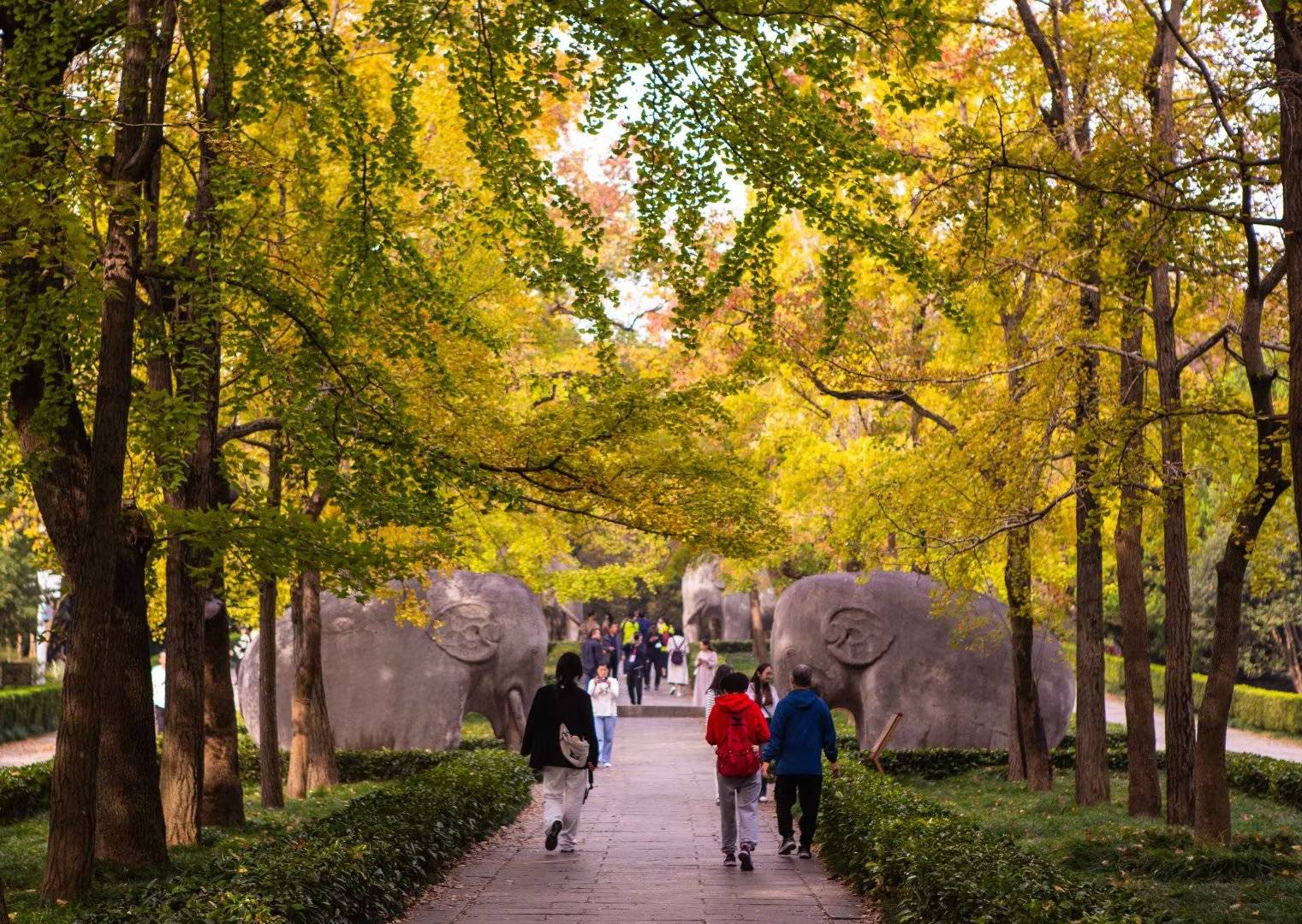霜降|南京明孝陵石象路"最美600米"美不胜收_游客_银杏_乌桕