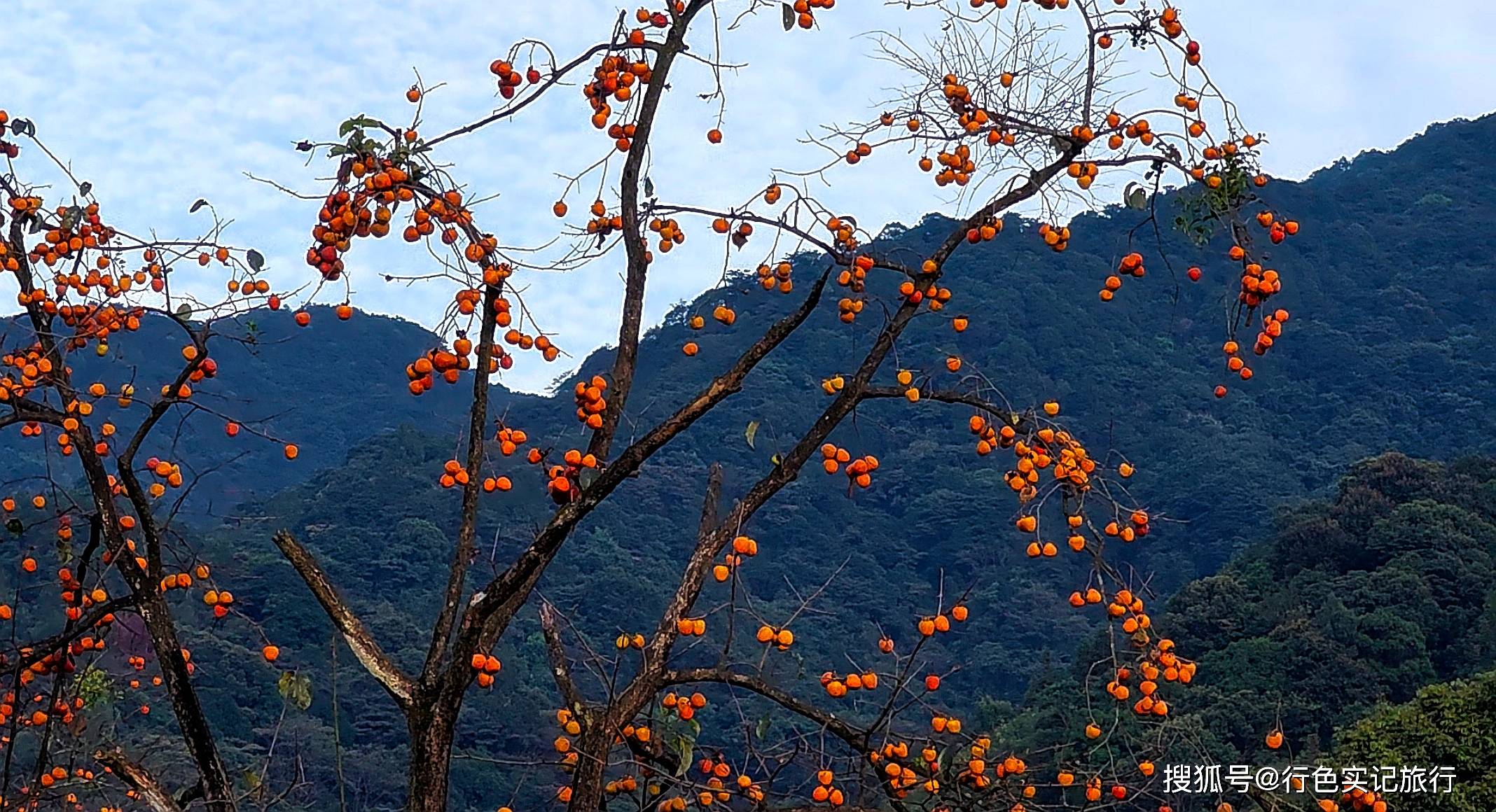 廣州從化桂峰村,300多畝柿子掛滿枝頭,紅紅火火相當喜人_呂田鎮_源頭