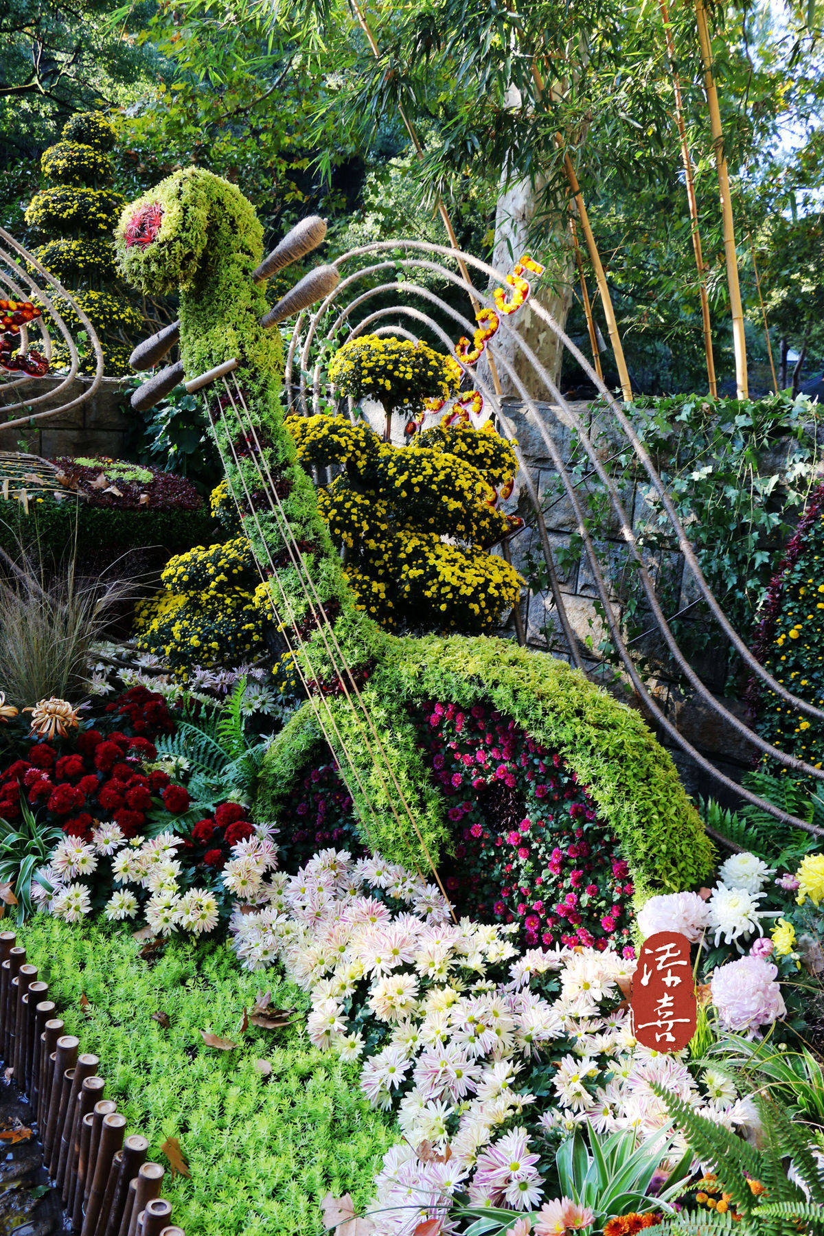 杭州植物园菊花艺术展盛大开幕_活动_品种_小品