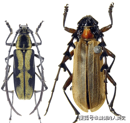 【动物界全系列】原尾目—檗蚖科_顶端_学名_全长