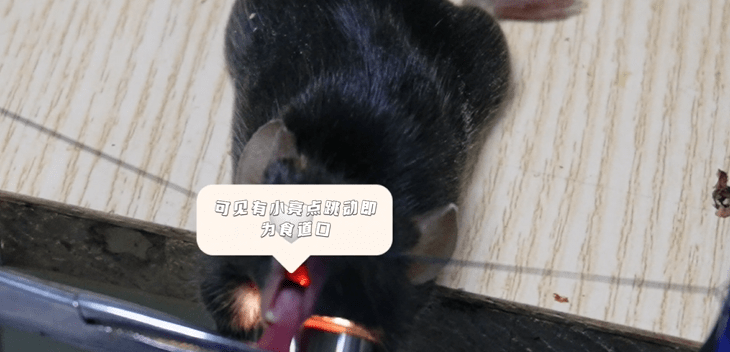 小鼠气管滴注建立急性肺损伤模型的构建过程和注意