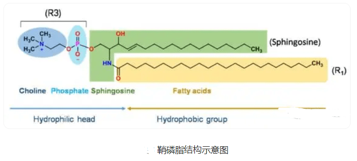 產品:磷脂酰乙醇胺-聚乙二醇-葉酸修飾的納米紫杉醇脂質體燈盞花素長