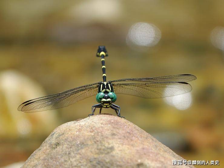 【动物界全系列】差翅亚目—春蜓科(中):环尾春蜓_黄色_褐色_斑点
