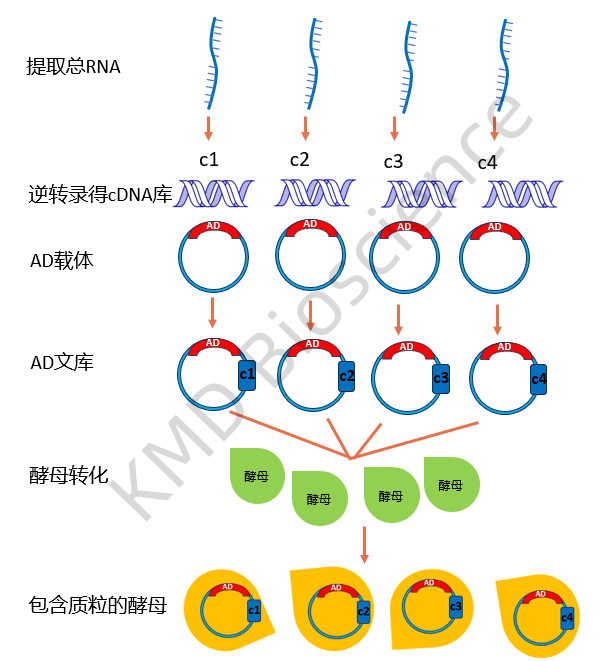 酵母双杂交流程图图片