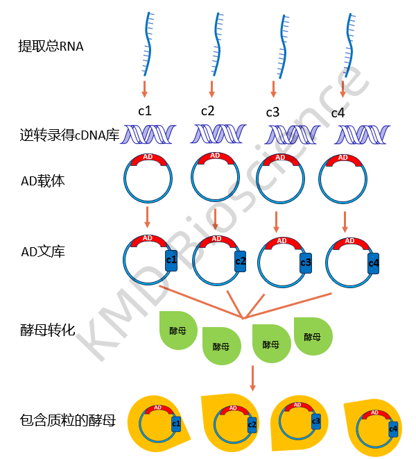 酵母双杂交示意图图片