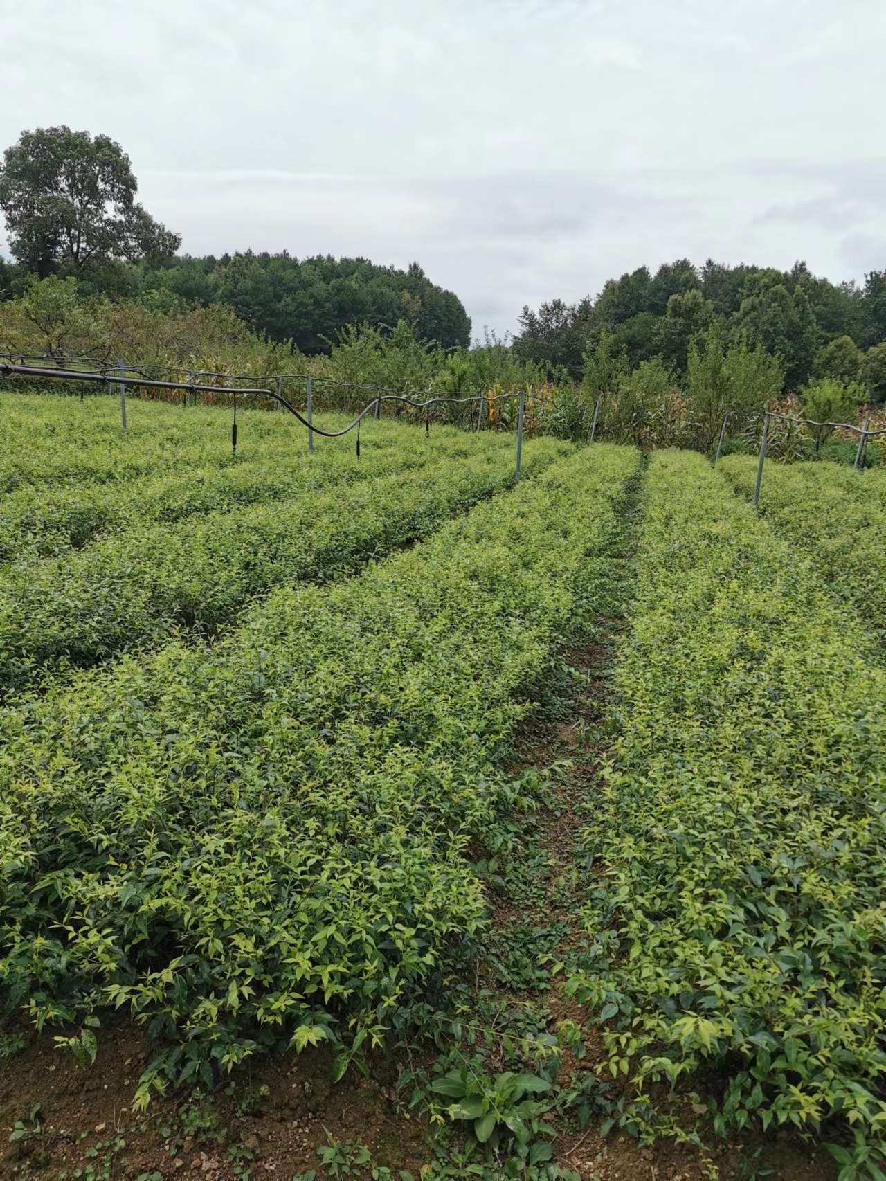 小叶苦丁茶种植图片