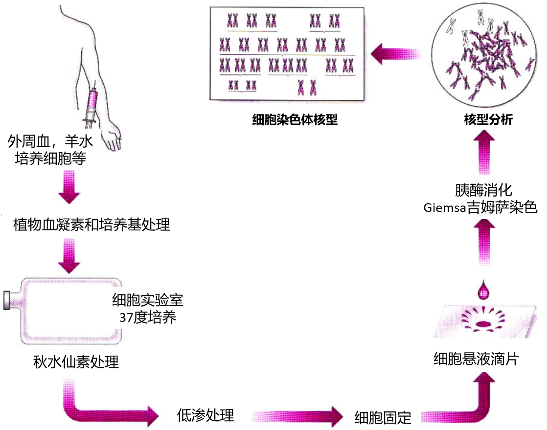 细胞染色体核型分析核型分析服务核型分析实验动物核型分析-飞凡检测张同学_搜狐网