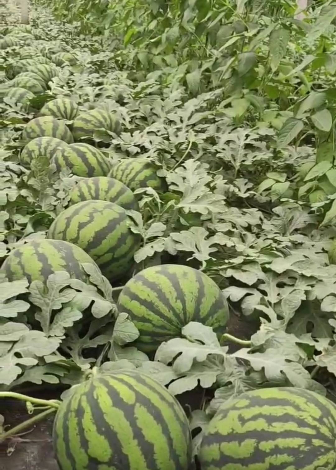 高产甜王西瓜品种纯品甜皇8033高产甜王西瓜品种就为您介绍到这里