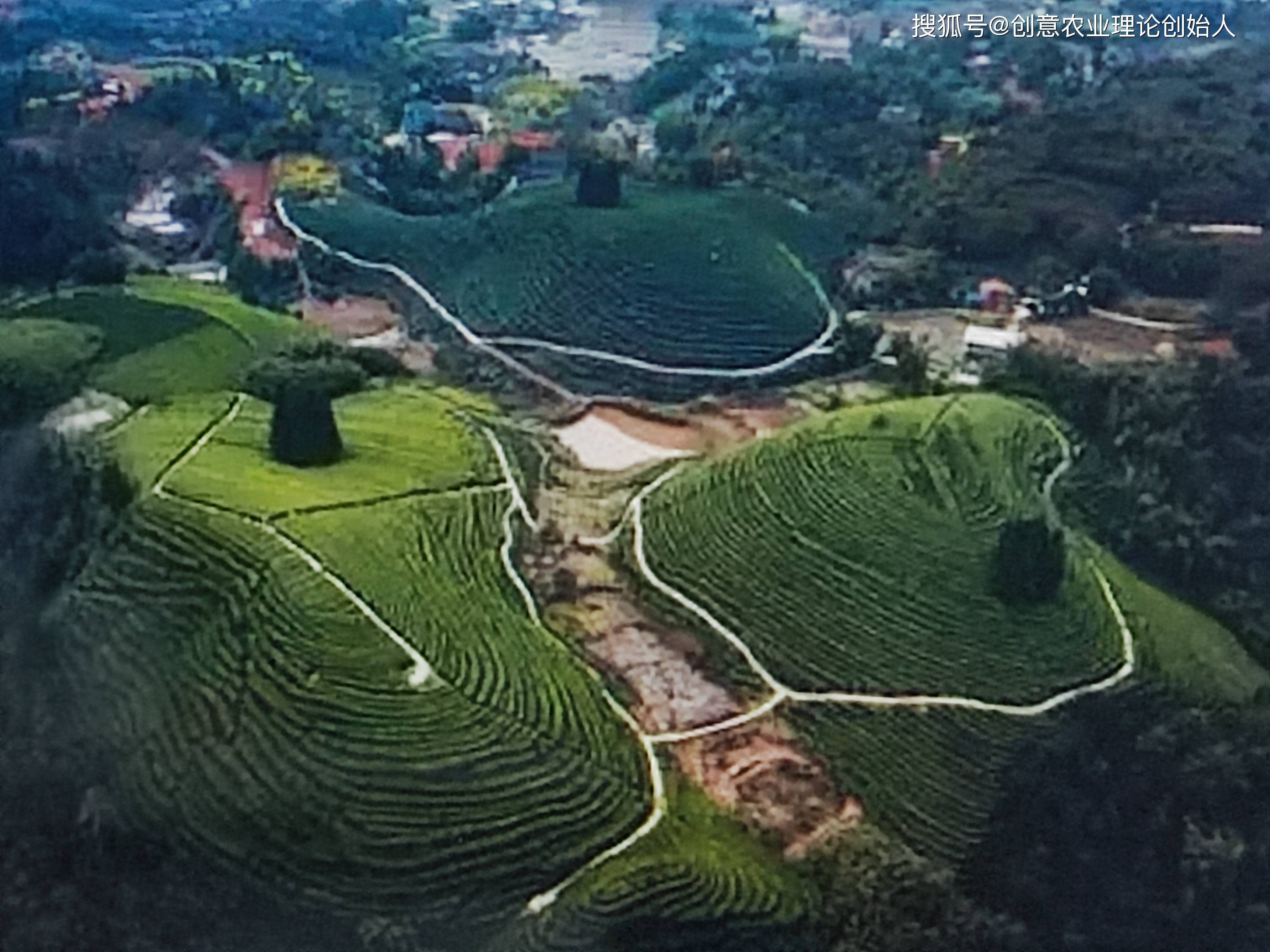 纳溪梅岭茶山图片