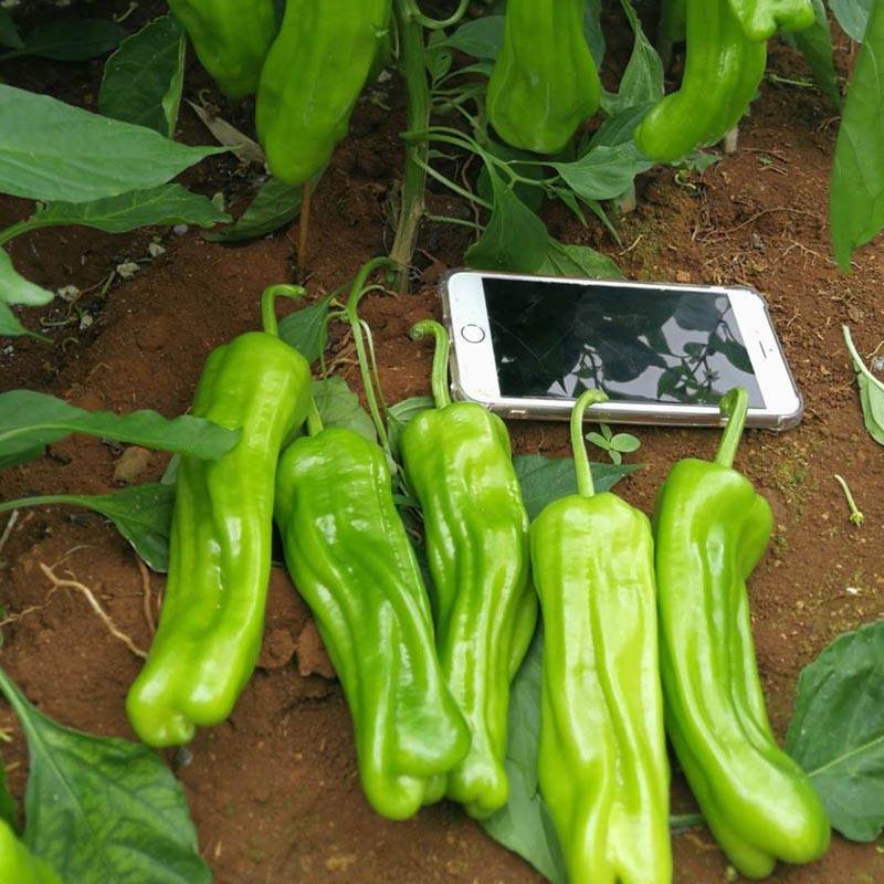 同乐新优芜湖椒薄皮椒种子一袋一千粒正品包邮_种植_栽培_区域