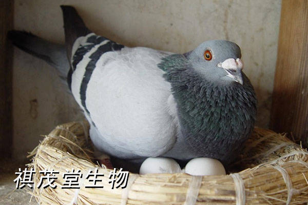 動物 鴿 鴿子 鳥 鳥類 600_400