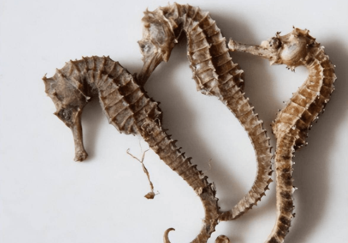 海洋中的舞者：海马的秘密是什么？ 神秘生物，生存挑战与人类(图2)