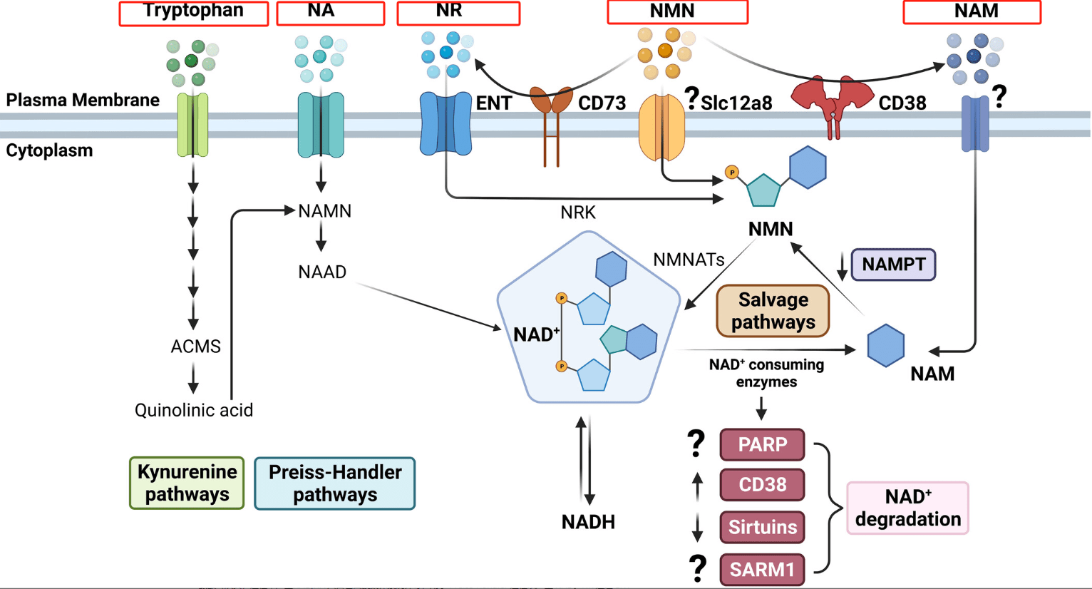 色氨酸(trp),煙酰胺(nam),煙酰胺核糖(nr)和β-煙酰胺單核苷酸(nmn)