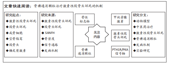 骨痺通消顆粒干預激素性股骨頭壞死小鼠模型的作用及機制_組織_研究