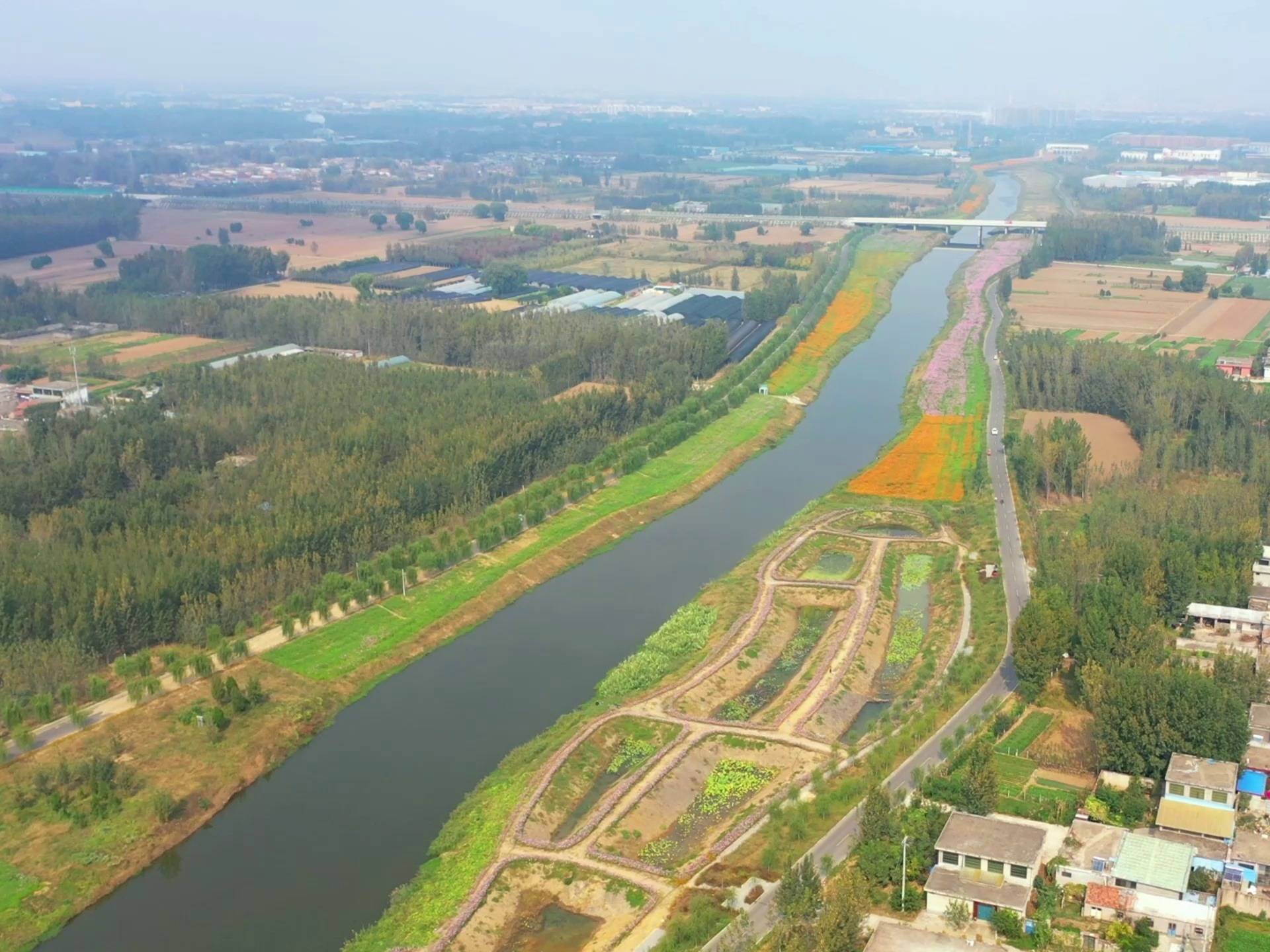 临沂市罗庄区:南涑河两岸格桑花开得正艳