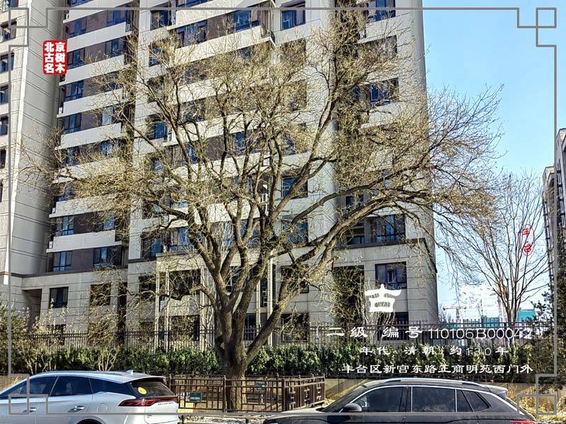 丰台区南苑街道新宫村(正商明苑)古槐_南海子_行宫_魏宝文