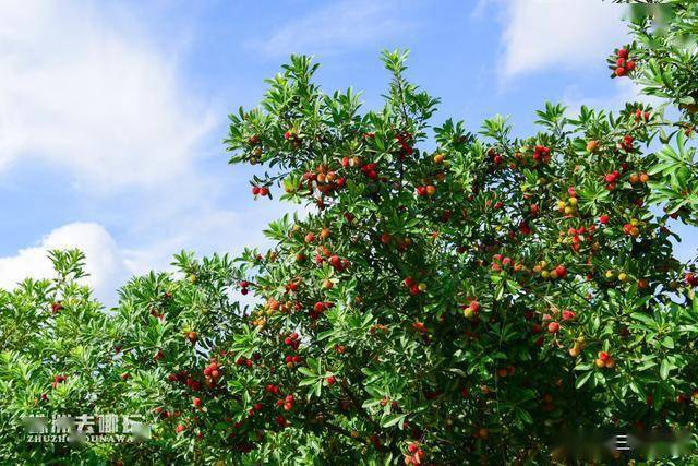 株洲300亩杨梅基地喜迎丰收不收门票免费吃