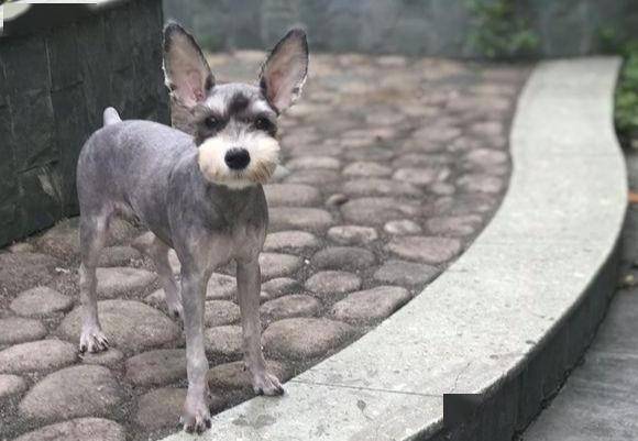 小老头雪纳瑞的6大造型你最喜欢哪一款呢