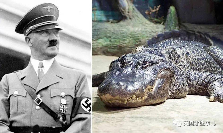 每次希特勒到动物园,总要单独去"土星"的兽栏驻足很长一段时间.